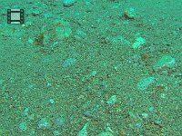Croc Eel